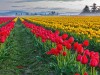 Skagit Valley Tulips (c) Ron Jones