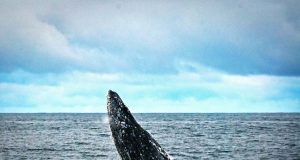 Whale Watching (cc) Eric Neitzel