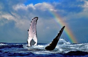 Wale © Hawaii Tourism Authority (HTA) / Joe West