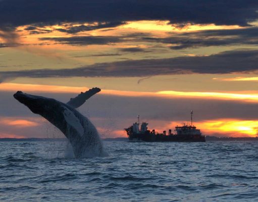 Whale Watching (c) Virginia Beach Convention & Visitors Bureau