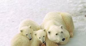 International Polar Bear Day am 27. Februar 2015 Manitoba - Eisbären (c) Travel Manitoba