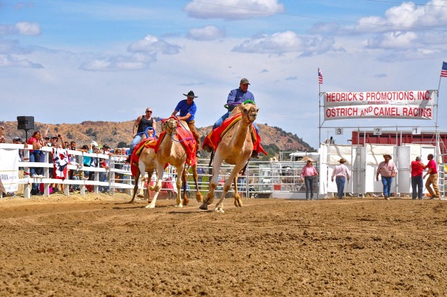 Virginia City Camel Races © Nevada Commission on Tourism