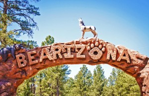 Die Bären sind los in Bearizona Bearizona (cc) Derek Bruff