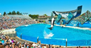 Neue Show in SeaWorld San Diego San Diego, SeaWorld (c) CALIFORNIA TOURISM