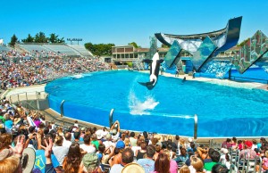 Neue Show in SeaWorld San Diego San Diego, SeaWorld (c) CALIFORNIA TOURISM