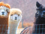 In Colorado geht es Schafen, Ziegen und Alpakas an die Wolle Alpakas (cc) Diane Hamilton;