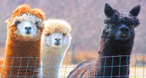 In Colorado geht es Schafen, Ziegen und Alpakas an die Wolle Alpakas (cc) Diane Hamilton;