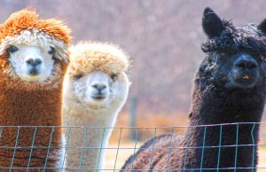 In Colorado geht es Schafen, Ziegen und Alpakas an die Wolle Alpakas (cc) Diane Hamilton;