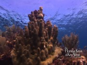 Jesus wird 50, „lebt“ unter Wasser und ist ein begehrtes Fotomotiv für Besucher der Florida Keys