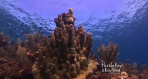 Jesus wird 50, „lebt“ unter Wasser und ist ein begehrtes Fotomotiv für Besucher der Florida Keys