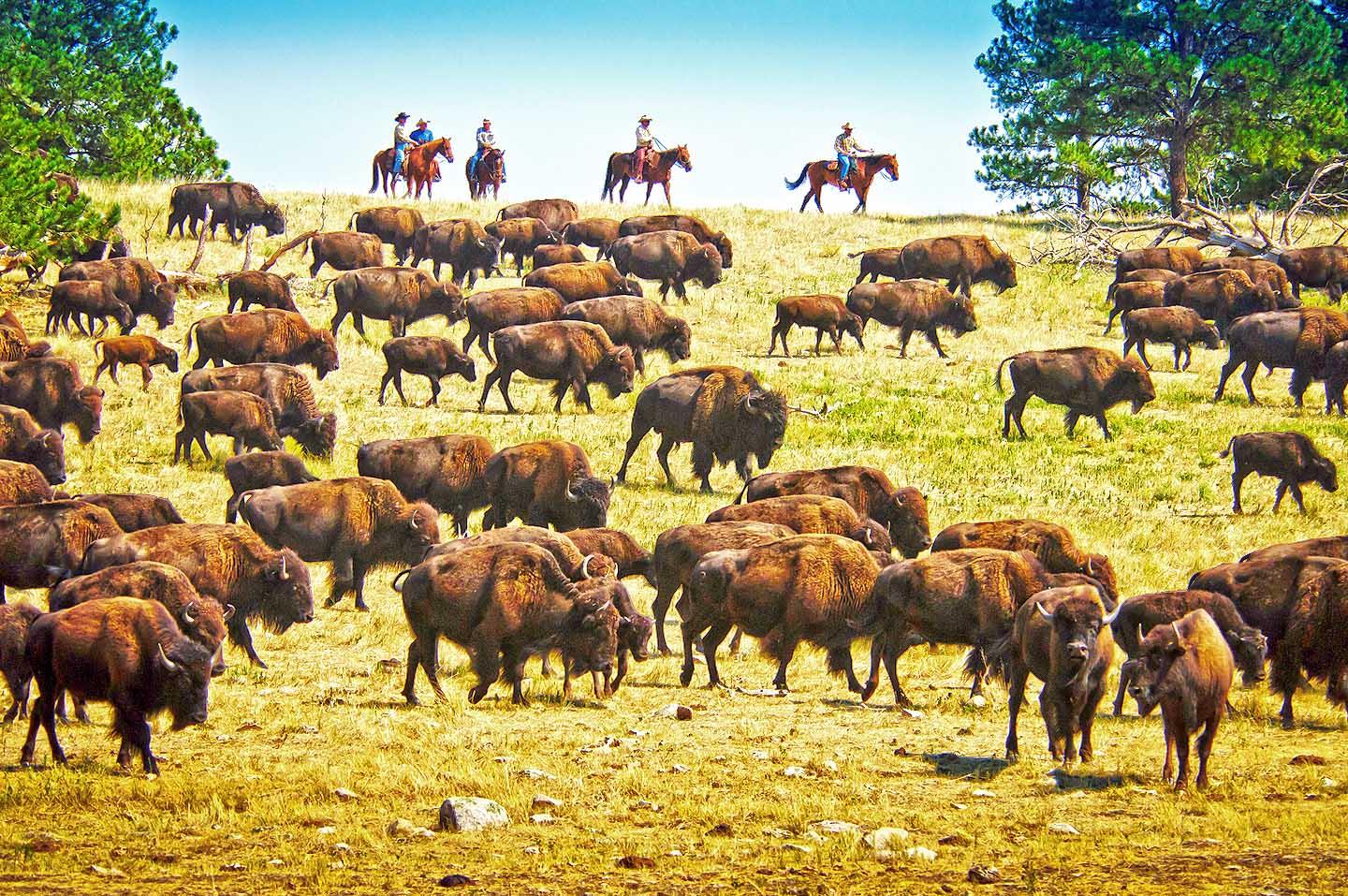 Buffalo Roundup (c) South Dakota Department of Tourism