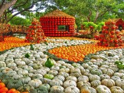 Dallas und Fort Worth: Cowboys und Kürbisse Autumn at the Arboretum (c) Dallas CVB