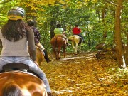 Queens, Brooklyn und die Bronx per Pferd entdecken Reiten in NYC (c) LYNNE'S RIDING CENTER