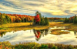Bunter Herbst in Ontario Algonquin Provincial Park - Ontario (c) OTMPC