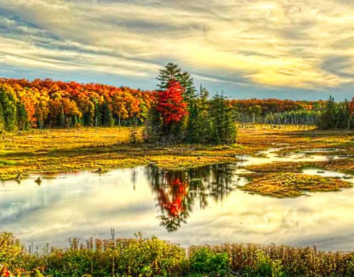 Bunter Herbst in Ontario Algonquin Provincial Park - Ontario (c) OTMPC