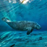 Manatee in Crystal River/ (c) Carlton Ward Jr.  CarltonWard.com