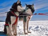 Winter in Québec: Schneemobile und Hundeschlitten Schlittenhunde (c) Tourisme Quebec