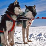 Schlittenhunde (c) Tourisme Quebec