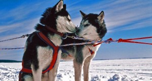 Winter in Québec: Schneemobile und Hundeschlitten Schlittenhunde (c) Tourisme Quebec