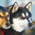 Schlittenhunde (c) Paul Stafford;  Explore Minnesota