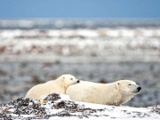 Blaues Eiswunder bei einer Arktis-Safari in Nunavut erleben Nunavut (c) Nunavut Tourism