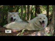Wölfe beobachten im Parc Mahikan in Quebec