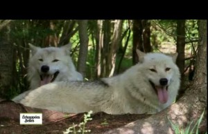 Wölfe beobachten im Parc Mahikan in Quebec