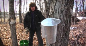 Ahornsirup Ernte in Quebec