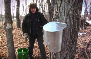 Ahornsirup Ernte in Quebec