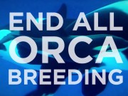 SEAWORLD: Letzte Generation Orcas in den Parks