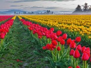 Skagit Valley Tulip Festival in Washington States Skagit Valley Tulips (c) Ron Jones