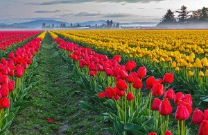 Skagit Valley Tulip Festival in Washington States Skagit Valley Tulips (c) Ron Jones