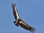 Der Grand Canyon ist Heimat für fast 200 Tierarten Condor (c) Arizona Office of Tourism