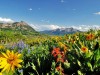 Tipps für Ausflüge durch Colorados Wildblumenpracht Crested Butte Wildflower Festival (c) Colorado TO