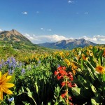 Crested Butte Wildflower Festival (c) Colorado TO