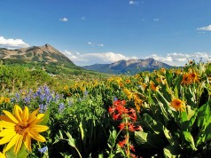 Tipps für Ausflüge durch Colorados Wildblumenpracht Crested Butte Wildflower Festival (c) Colorado TO