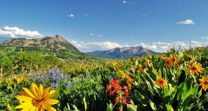 Tipps für Ausflüge durch Colorados Wildblumenpracht Crested Butte Wildflower Festival (c) Colorado TO