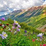 Wildblumen bei Ophir (c) Colorado TO