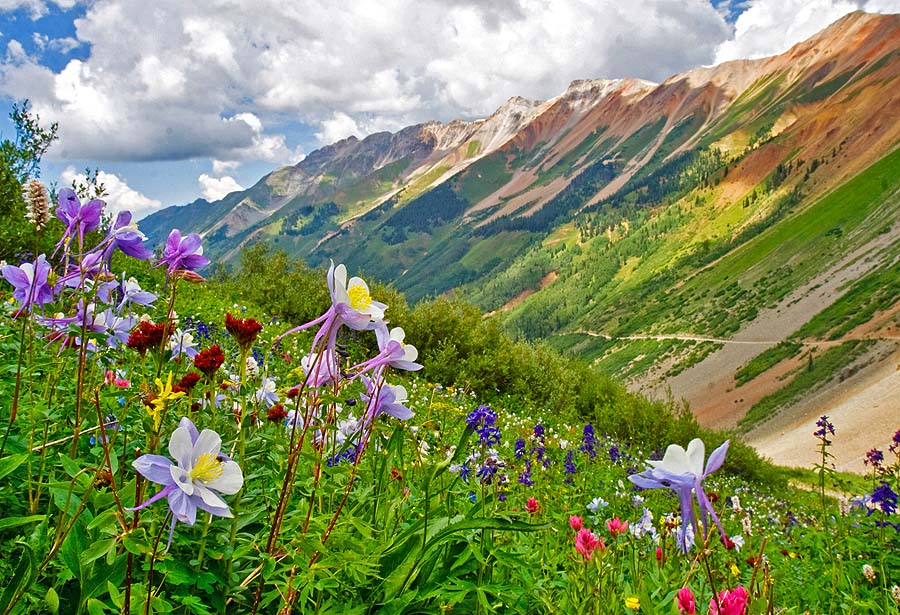Wildblumen bei Ophir (c) Colorado TO