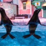 Sea Lions © Georgia Aquarium