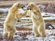 Eisbären-Abenteuer auf historischen Pfaden Eisbären (cc) Alex Berger