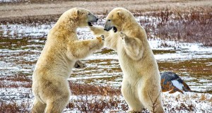 Eisbären-Abenteuer auf historischen Pfaden Eisbären (cc) Alex Berger