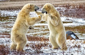 Eisbären-Abenteuer auf historischen Pfaden Eisbären (cc) Alex Berger