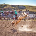 Rodeo (c) Travel Alberta