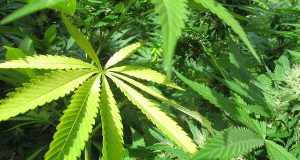 Hasch-Tourismus: Blühendes Angebot und Nachfrage nach Kiffer-Unterkünften Hanf (cc) MarihuanayMedicina