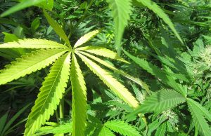 Hasch-Tourismus: Blühendes Angebot und Nachfrage nach Kiffer-Unterkünften Hanf (cc) MarihuanayMedicina