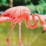 Flamingo (c) VF / Visit Florida