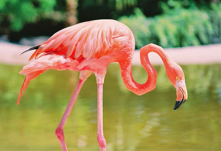 Flamingo (c) VF / Visit Florida