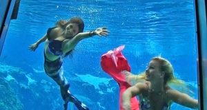 Florida: Tanzende Meerjungfrauen,Tümmler und quietschender Strand Weeki Wachee Meerjungfrauen (c) VF