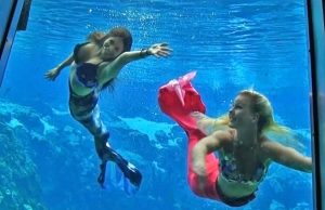 Florida: Tanzende Meerjungfrauen,Tümmler und quietschender Strand Weeki Wachee Meerjungfrauen (c) VF